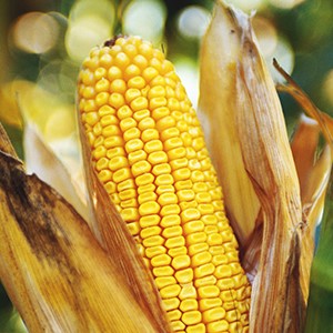 DEKALB®-korrelmaiszaad